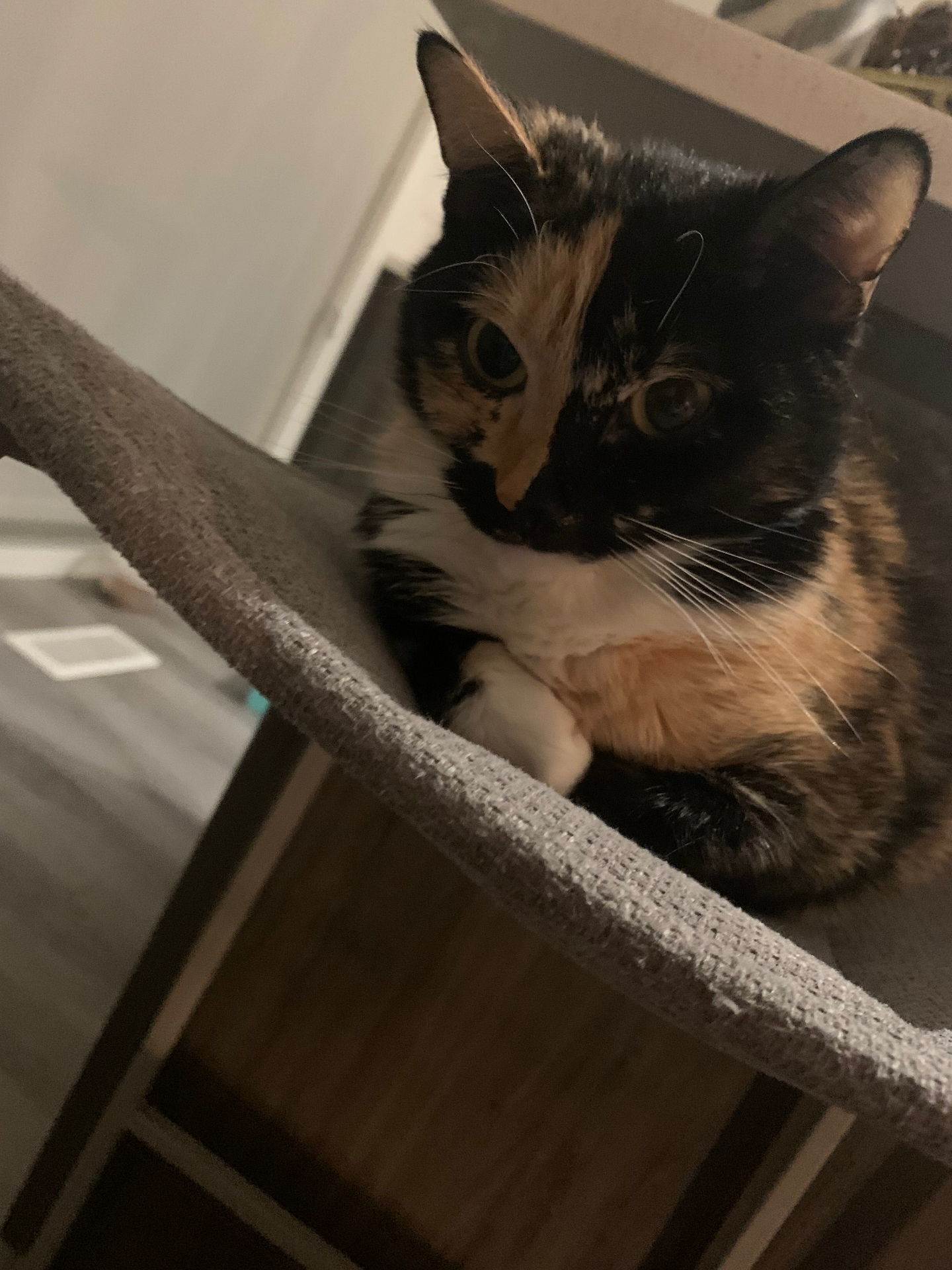 Adorable calico cat โ Snuggle Paws pet care